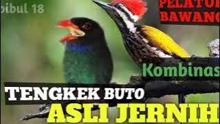 Masteran tengkek buto kombinasi pelatuk bawang suara asli