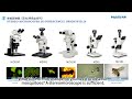 The Mosquito Under the Microscope