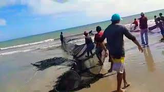 Cenas Fortes Tubarão Ataca Em Icaraí, Caucaia, Ceará Parte 2