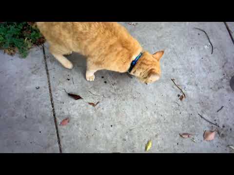 LOST CAT:Orange Cat Lost At 263 Euclid In Oakland Adams Point Has Tag With Orange Crush On It