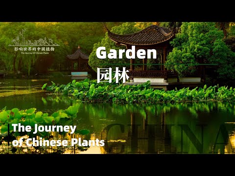 The Journey of Chinese Plants Garden | 1080P |