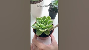 How do we know when our succulents need water?! #succulentsbox #succulents #cactus #watering #shorts