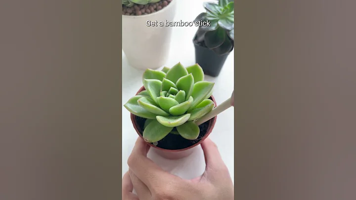 How do we know when our succulents need water?! #succulentsbox #succulents #cactus #watering #shorts