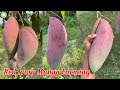 Red ivory mango farming  chiang mai mango  aam ki kheti  contact  9333227579