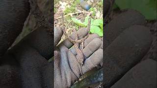 ww1 german position excavation from rigasfrontline easternfront #germanmilitary #digging #xp