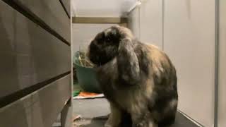 Snickers Sniffing The Video