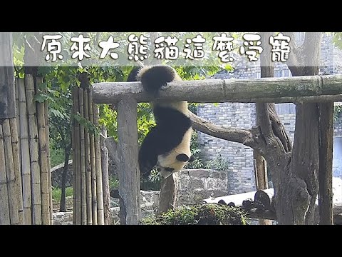 《熊貓早晚安》原來大熊貓這麼受寵| iPanda熊貓頻道