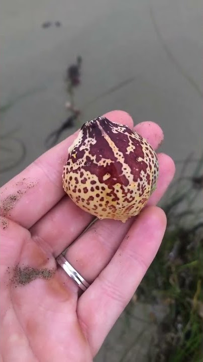 puja kerang ajaib #short