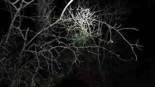 Fox Scream - Creepiest Sound In Nature