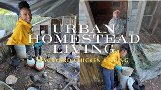 Urban Chicken Keeping | How I Care For And Raise My Backyard Chickens | I Am A Novice