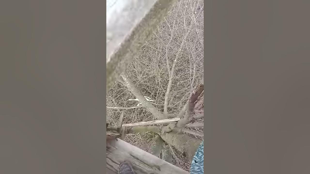 Домік на дереві - YouTube
