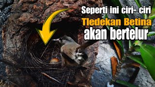 Download Lagu 🔴CIRI-CIRI TLEDEKAN GUNUNG AKAN BERTELUR‼️ MP3