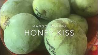 Honey Kiss Mango - Tasting Florida Mangos