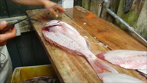 "Best snapper filleting vid on the net" quote