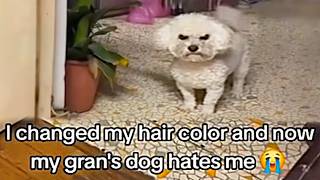 Dog Memes