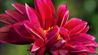2016 Natale 2 Fiori e animali  Musica Yiruma screenshot 2