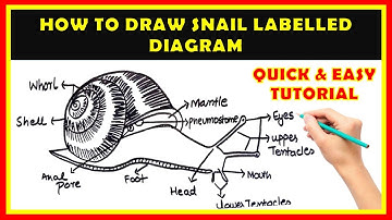 Learn How to Draw a Snail Easily | Step-by-Step Snail Drawing Tutorial for Beginners