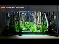 【苔テラリウム】白樺の森を苔で作る　How to make a birch forest with moss terrarium