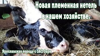 Новая племенная корова ярославской породы у нас в хозяйстве
