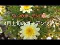 【ガーデニングblog】ガーデニング2年生/4月ガーデンツアー
