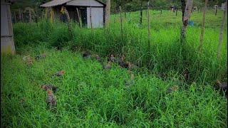 Fabrício E Os Frangos Que Comem Menos Ração E Engordam Mais