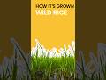 How Wild Rice is Grown