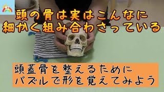 多くの方が知らない頭蓋骨の構造とは 頭蓋骨のパズルで覚える頭の骨の組み合わせ Youtube