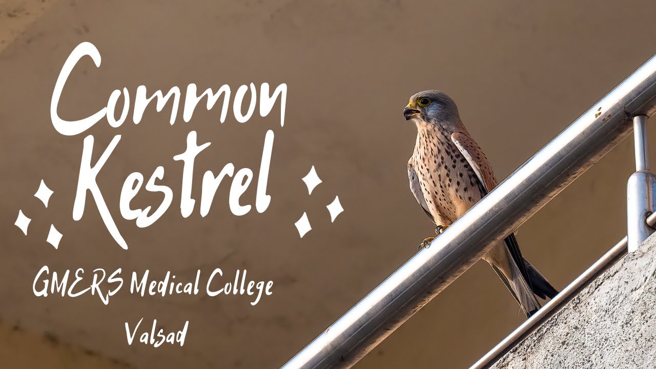 Common Kestrel | Common Kestrel vs Lesser Kestrel 