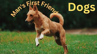 Man's First Friend  The Epic Story Of Humans And Dogs