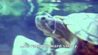 Turtle Commercial