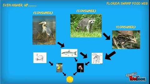 Florida Swamp Food Web