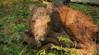 Лосеферма Печоро-Илычского заповедника Moose-farm of Pechora-Ilych reserve