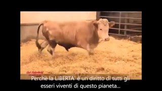 Liberazione di un toro dopo una vita di prigionia