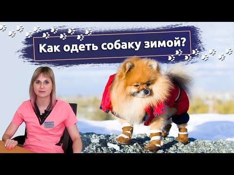 Как одеть собаку зимой? Рассказывает ветеринар ветклиники "В добрые руки"