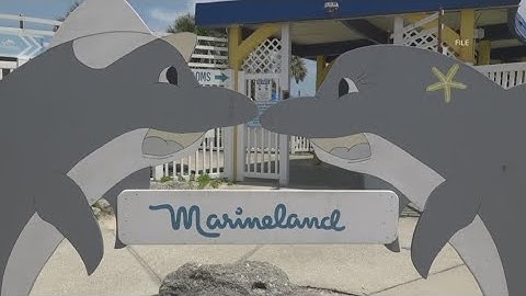 Mystery company places highest bid of $7.1M for Marineland Dolphin Adventure