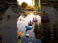 This Is What Happens When A Rainbow Learns How To Swim рџЊ рџ Duckling Cute Rainbow Magic Ai Fyp This Is What Happens When A Rainbow Learns How To Swim рџЊ рџ Duckling Cute Rainbow Magic Ai Fyp