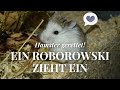 Hamster gerettet! Ein Roborowski Zwerghamster (Barney) zieht ein ❤ September 2016! | Nana