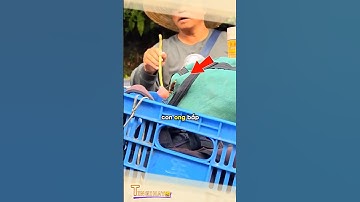 Cách người thợ bắt ong bắp cày tìm thấy tổ ong 😲