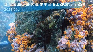 【東北角潛水 大鼻尾平台】強流下的82.8K至83K。SCUBA Diving Trip: 82.8K, Northeast corner, Taiwan.