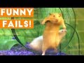 Funniest Animal Fails January 2018 Compilation   Funny Pet Videos