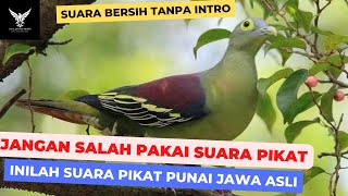 Suara Pikat Punai Jawa atau Walik