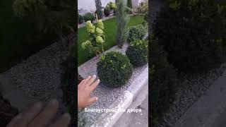 Благоустройство двора