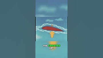 The Science Behind Bird Flight  How Wings Create Lift