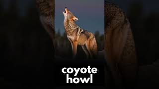 Coyote at Dawn