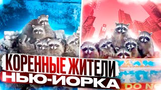 Еноты-одна из проблем Нью-Йорка