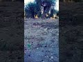 الفنان عكاش دلدار