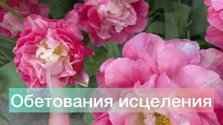 картинка: Обетования исцеления