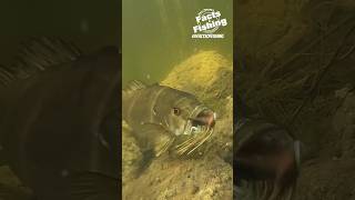 Smallmouth B Jig Bite