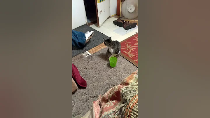 Cat eats ice cream with paw