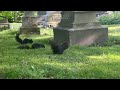 Squirrels at mount pleasant cemetery